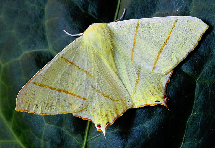macro shot of yellow and orange moth