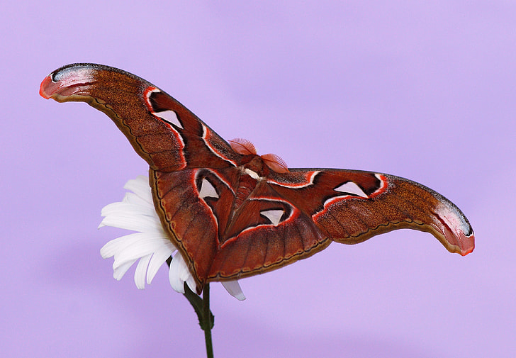 clsoe-up photography of cecropia moth on white petaled flower