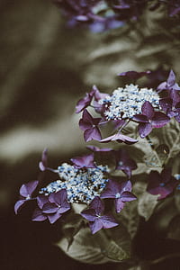 selective focus photography of purple lace cap hydrangea flowers