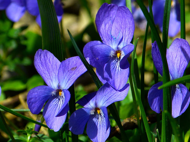 photograph of purple flowers