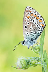 micro photography of butterfly perching on plant