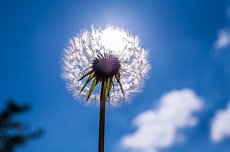 low angle photography of white dandelion flower