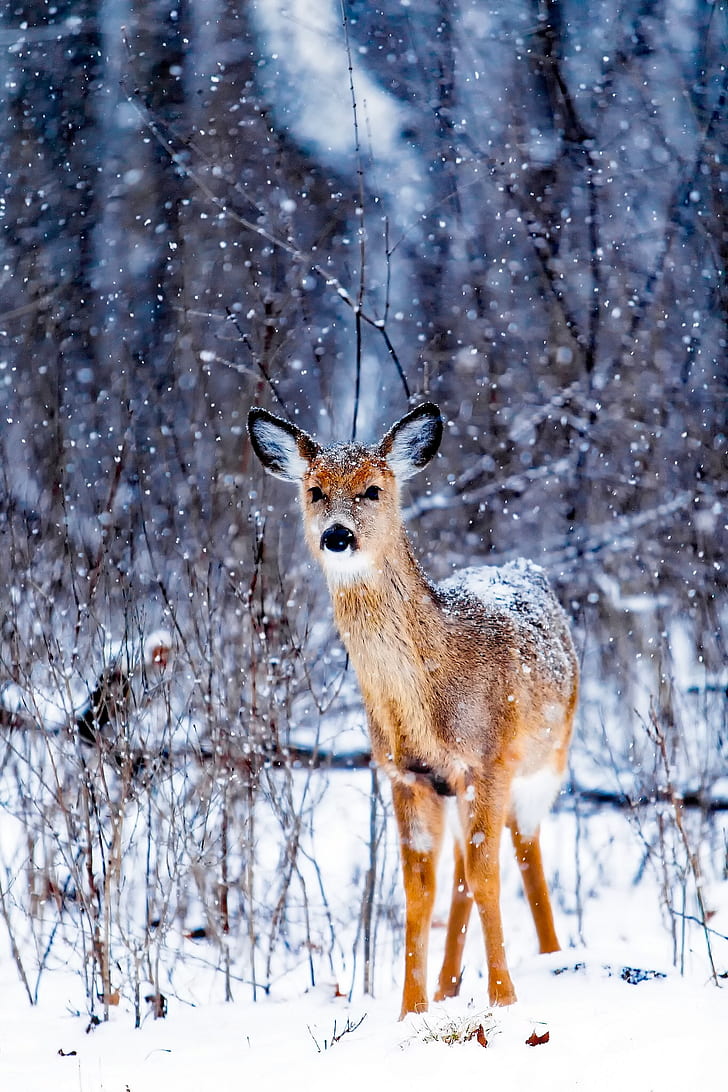 Royalty-Free photo: White tail deer taken during winter