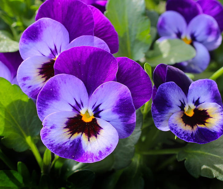 purple petaled flowers in close-up photography