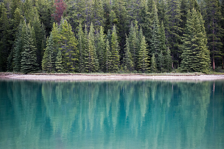 green pine trees near body of water at daytime