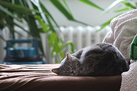 gray cat laying on brown mattress