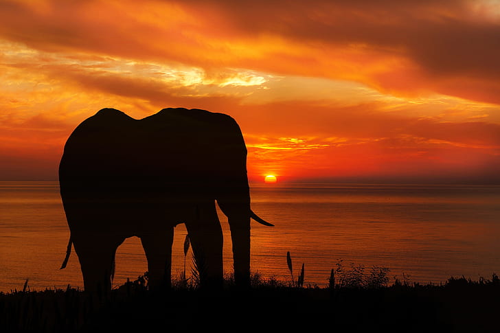 silhouette of elephant on grass during sunset