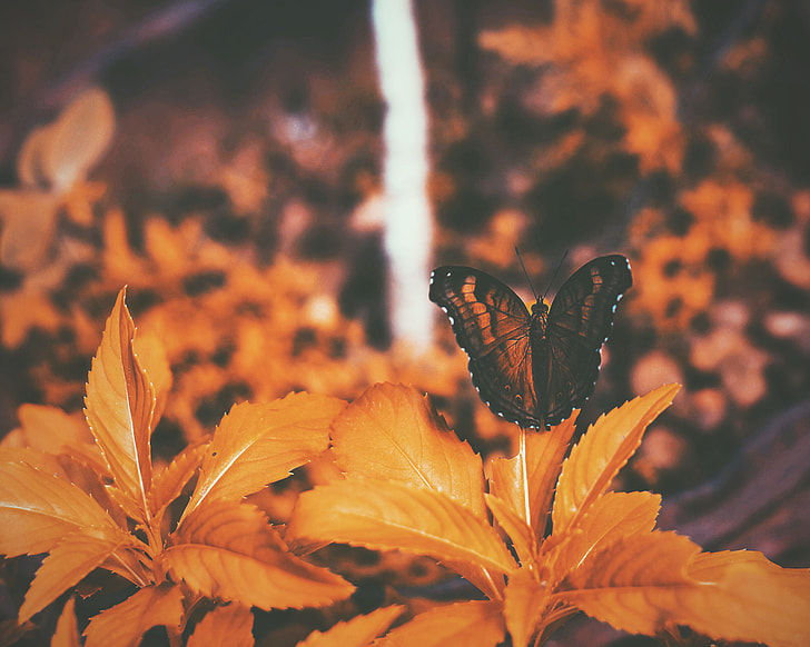 butterfly, leaf, orange, nature