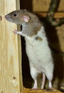 brown and white rat