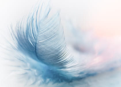 blue feather with white background