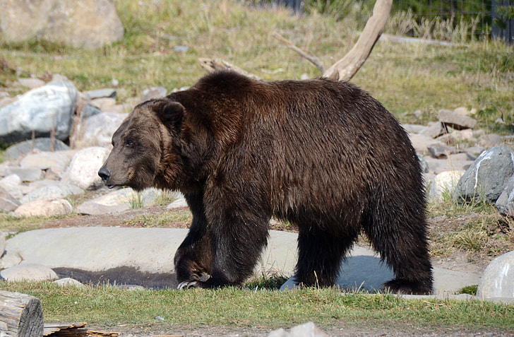 grizzly bear on rock formation during daytime