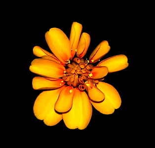 Orange and Yellow Petaled Flower Hd Photography