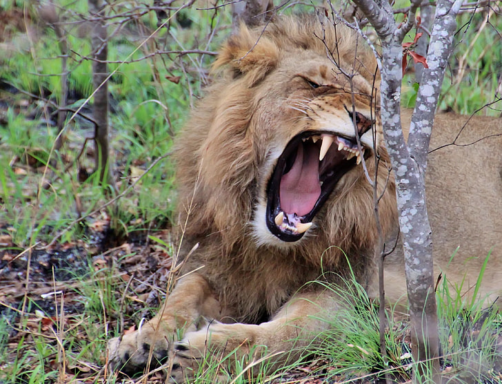 lion yawning lying on grass beside gray trees during daytime