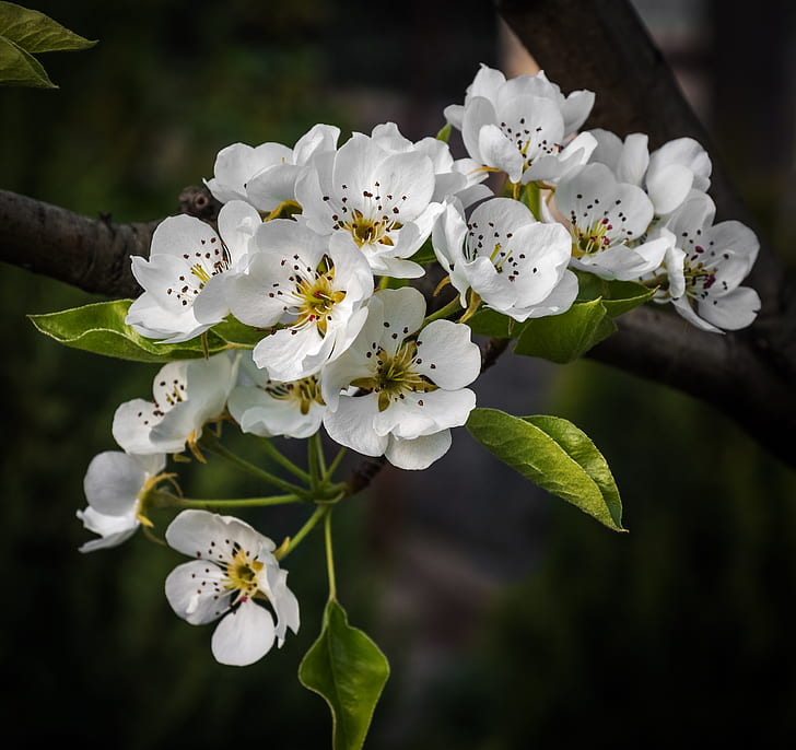 white tree blossom in close up photography