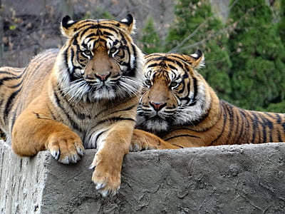 two tigers during daytime