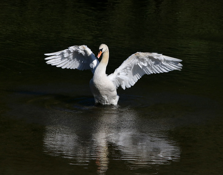 white swan on lake