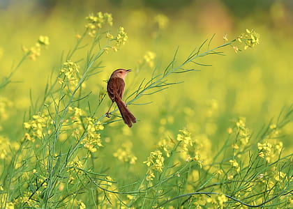 selective focus photography brown and black bird on green leaf yellow petal flower plant