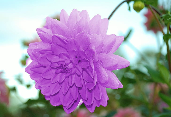 selective photo of purple flower