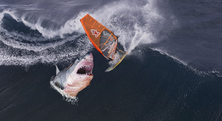 Shark Attacks Wind Surfer