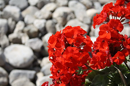 close-up photo of red petaled flowers