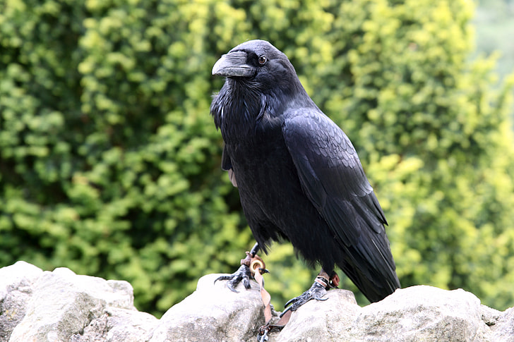 black hawk on gray stone