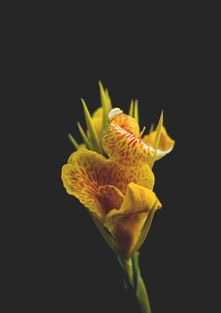 Close-Up Photography of A Yellow Flower
