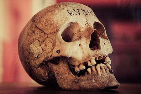 brown human skull
