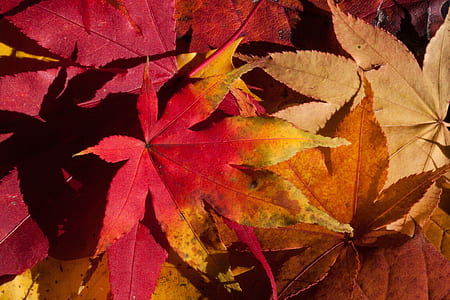 Royalty-Free photo: Autumn leaves on the ground | PickPik