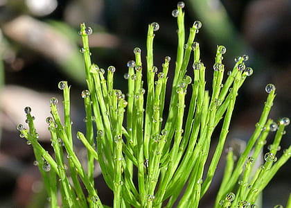 close-up photography of green plant