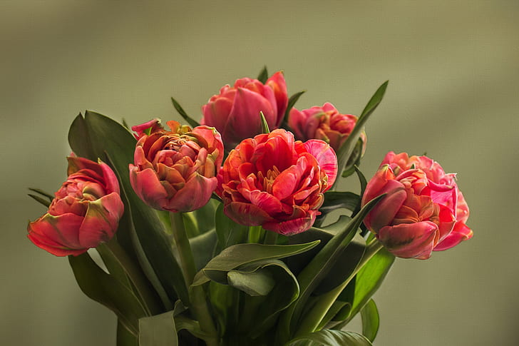 selective photo of pink-and-orange flowers