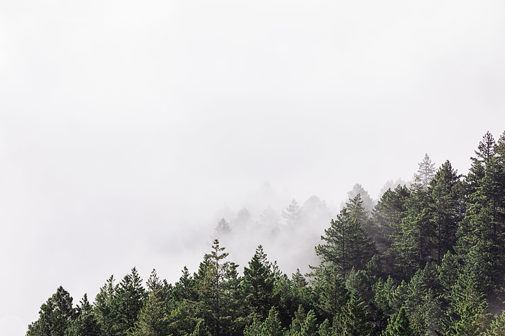 landscape photo of pine trees