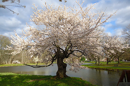 white cherry blossom tree near lake during daytime