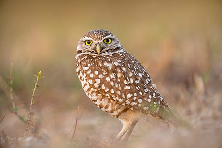 selective focus photo of brown and white owl