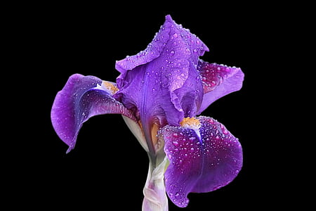 purple petaled flower close-up photo