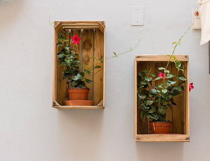two potted petaled flowers on shelf