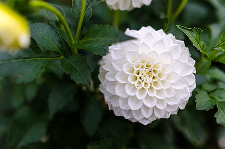 White Cluster Flower