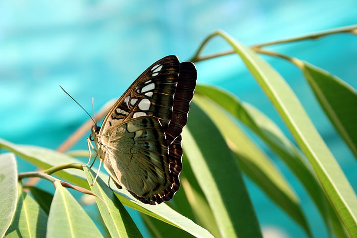 Green Brown Butterfly