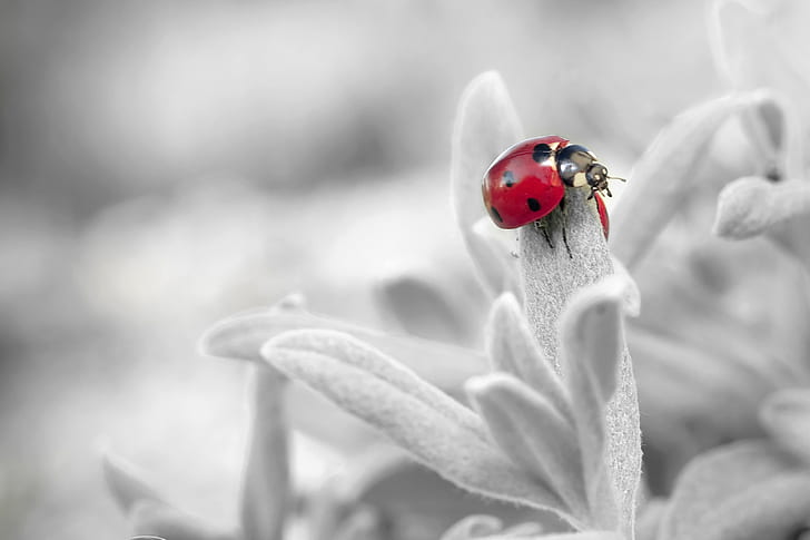 selective color photography of ladybird on flower