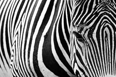 zebra in-close up photography