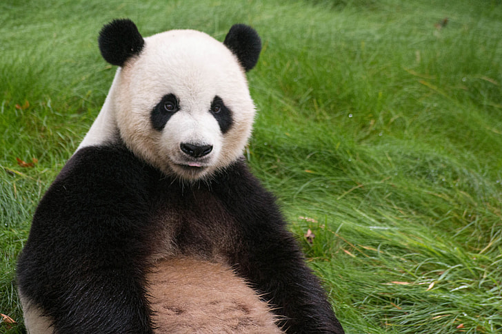 panda sitting on green grass during daytime
