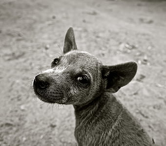 grayscale photo of short-coated puppy