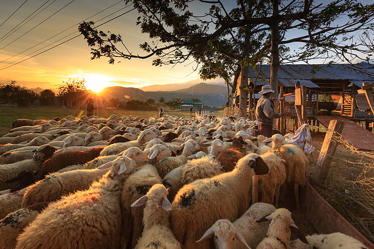 group of sheep under orange sunset