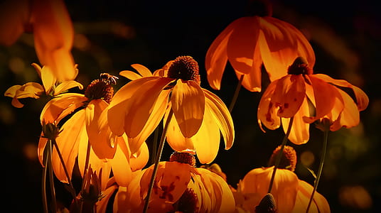 macro shot of orange flowers