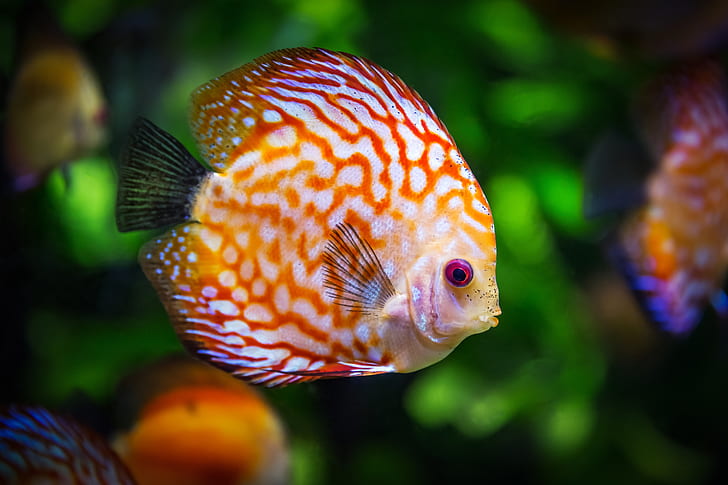 orange and white discus fish