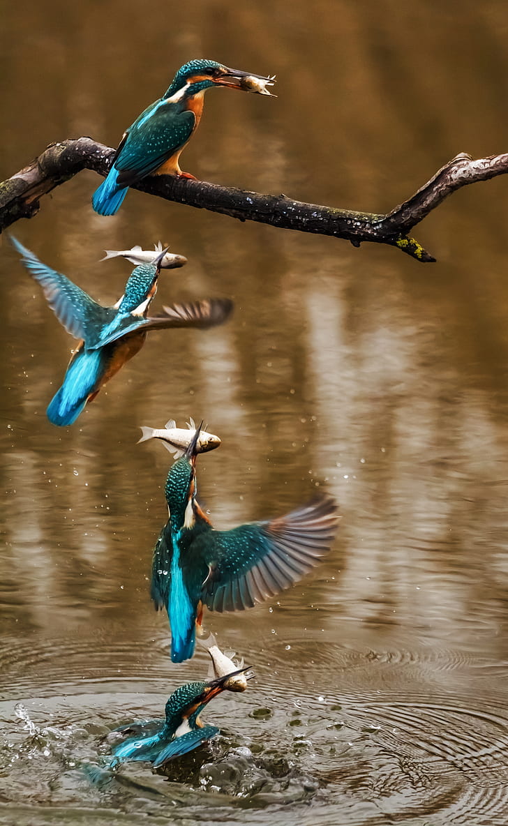 kingfisher, bird, alcedo atthis, winged, animal, feathered