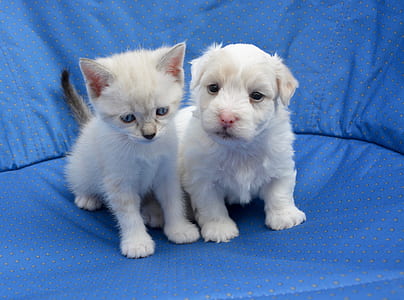 long-coated white puppy and kitten sits on top of sofa at daytime