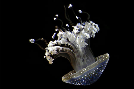 white and gray jelly fish
