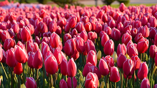 pink tulip field during daytime