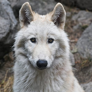 closeup photo brown wolf