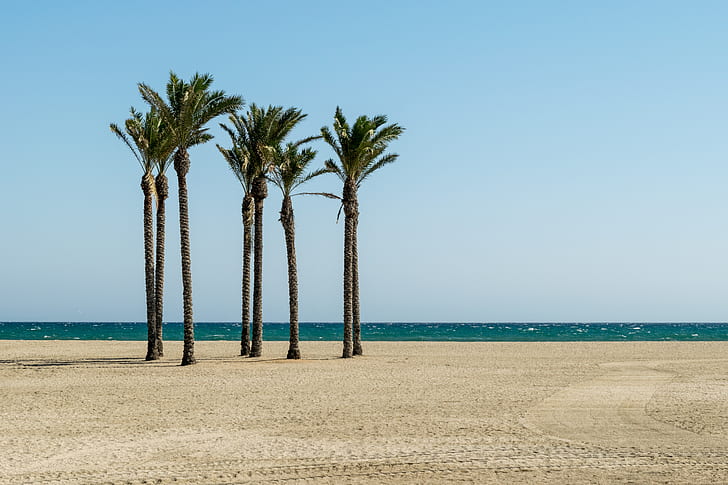 palm trees near ocean